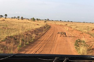 La iena