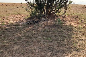 I leoni nel loro habitat naturale