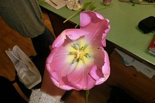 Fiore con stami e pistillo