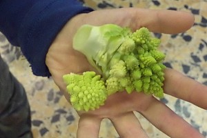 Scopriamo i frattali con i cavolfiori
