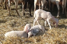 Agnellini di pochi giorni.