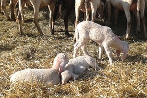 Agnellini di pochi giorni.