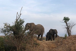 Alcuni elefanti nella savana del nord Uganda